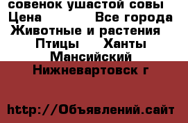 совенок ушастой совы › Цена ­ 5 000 - Все города Животные и растения » Птицы   . Ханты-Мансийский,Нижневартовск г.